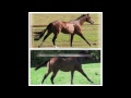 2011 Hot Ones Only x Blazing Hot Mare