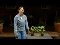 Spring Flower & Vegetable Care : Tomato Growing Secrets