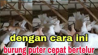 Cara Beternak Burung Puter Paling Mudah Dan Cepat Bertelur