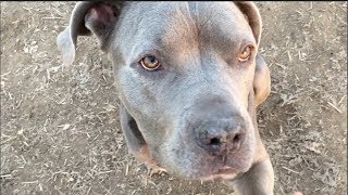 Bandog Gets Jealous Of A Pomeranian At Dog Park
