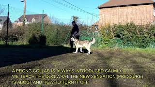 Dog stopped from barking, jumping and nipping at handler