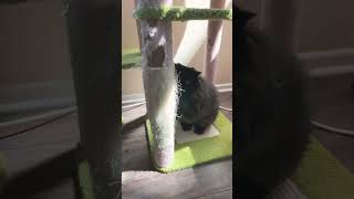 Flushing The Toilet Hes A Cat