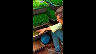 Make Your Micro Greens Three Times Faster This Way....