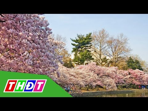 Công viên Quốc gia Mỹ hủy lễ hội Hoa anh đào | THDT