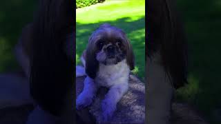 Rosie Roo