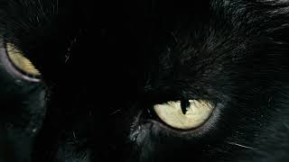 mixkit black cat with yellow eyes 1539