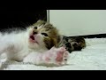 Top 21 Cutest and funny Kittens Stretching