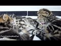 Top 21 Cutest and funny Kittens Stretching