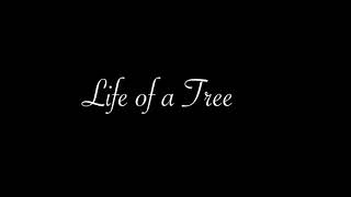 Life Of A Tree Short Animation Film