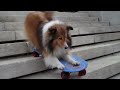TWIG SKATES TALLAHASSEE - SKATEBOARDING DOG