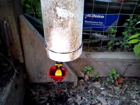 chicken water feeder