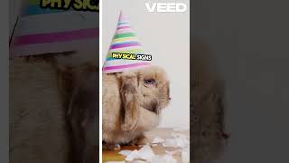 9 Clear Signs Your Bunnys Pregnant