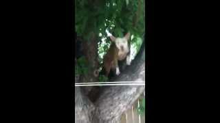 Pitbull Climbs Tree