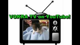Sali The Feral Cat Goes Home