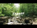 Forest Videos with Ambient and Calm Music - No Copyright Videos - Nature Videos - FreeCinematics