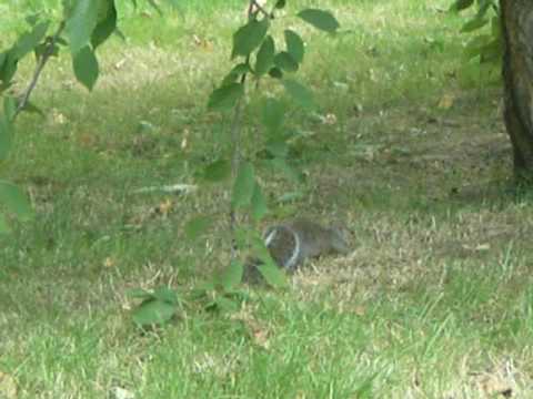 A nut feeding a squirrel nuts. squirrels with nuts. A nut feeding a squirrel nuts.