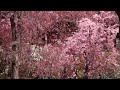 満開の枝垂れ桜　