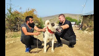 Bu Dağlarda Sürüyle Gezen Kurtlar Köpekleri̇ Yakalarsa Avliyor