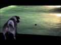 jack the dog jump in pool for a toy