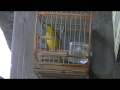 jilgueros una pasion El Monje Amarillo de repique comenzando a cantar..
