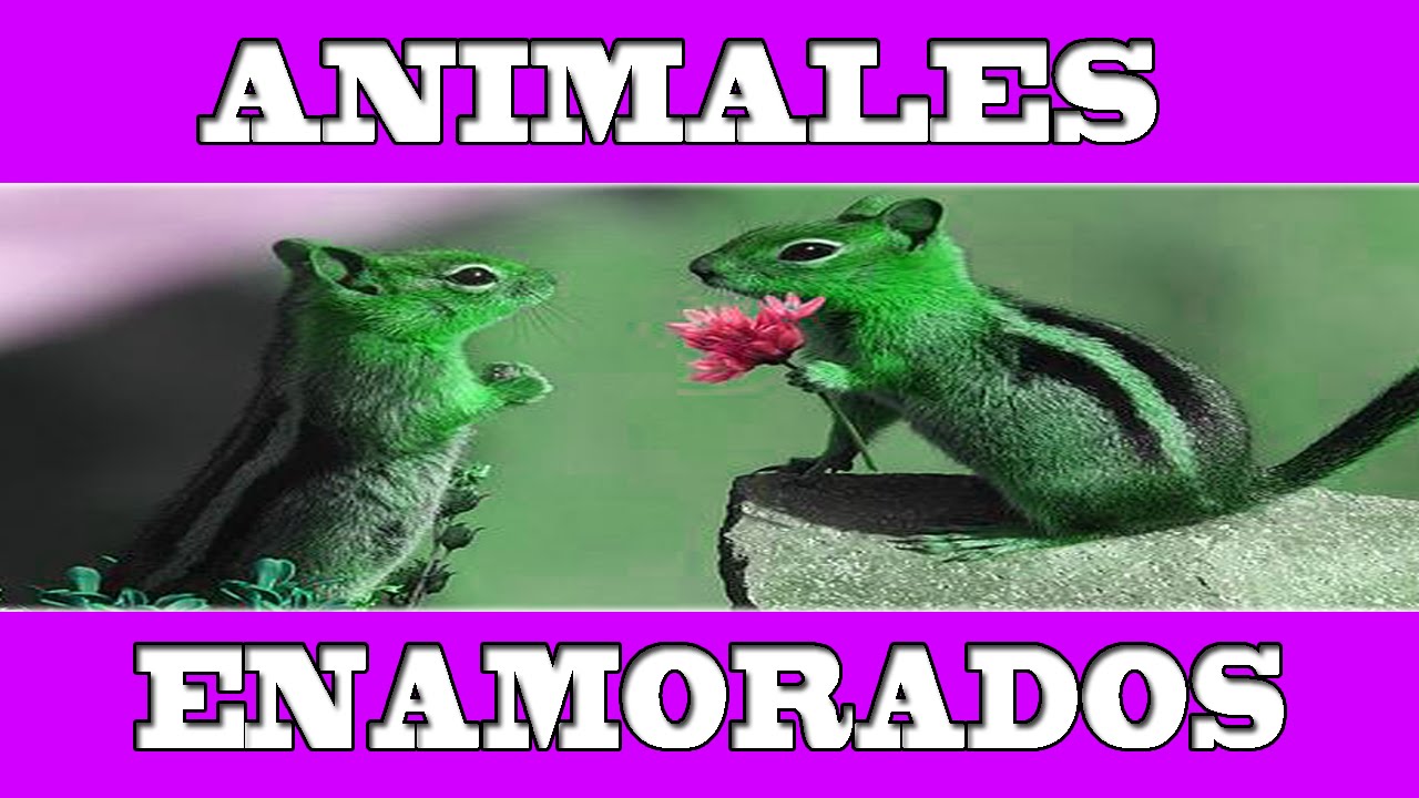 Imagenes Animadas Bonitas Y Tiernas | animales enamorados tiernas y bonitas imagenes imagenes Imagenes Animadas Bonitas Y Tiernas | animales enamorados tiernas y bonitas imagenes imagenes