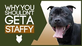 Staffordshire Bull Terrier 5 Reasons You Should Not Get A Staffy