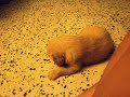 Baby Golden Retriever gives paw for no reason. :D