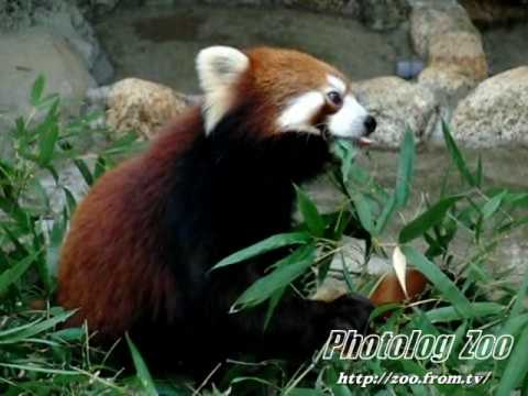 Red Panda 2010 笹を蕎麦食いするユウユウ@江戸川Zoo
