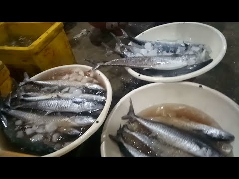 CARA NAWAR PASAR IKAN MUARA ANGKE JAKARTA UTARA Part #2