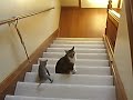 Little kitten smacks Big Cat in the face repeatedly