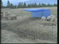 Sheep Who Love Straw