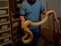 Purple Albino Retic Update
