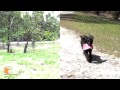 florida dog trainer