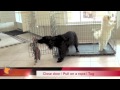 florida dog trainer