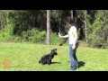florida dog trainer