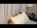 Funny pugs compilation! Try not to laugh! 2