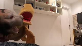 Backyardigans