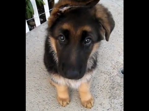 5 week german shepherd puppies 8 5 week german shepherd puppy doing quot sit quot 5 week german shepherd puppies 8 5 week german shepherd puppy doing quot sit quot
