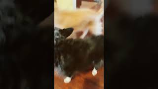 My Dog Licking Me
