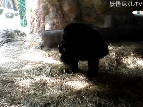 上野動物園のゴリラの赤ちゃん