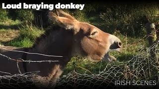 Loud Braying Donkey