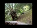 image Ayam Hutan Pikat Betina 3