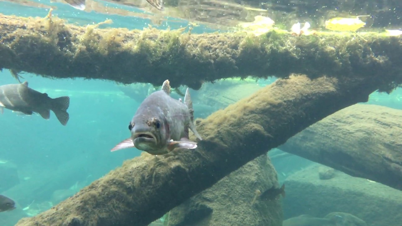 Fishies (2020)