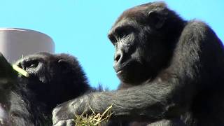 シャバーニ家族 192 Shabani family gorilla