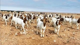 Jinsi Ya Kuanza Kwa Faida Biashara Ya Mbuzi Wa Nyama 2025