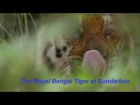 Sundarban in India | Royal bengal Tiger Attack in 2016-17 full movie