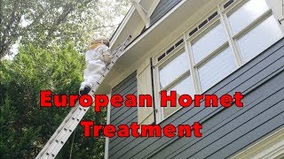 European Hornet Treatment | Canton Termite and Pest Control
