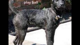 Fell Terrier Puppies For Sale, By Pets4You