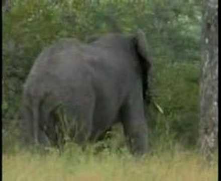 Elephant family amp; the Marula jungle trees cartoon. Elephant family amp; the Marula