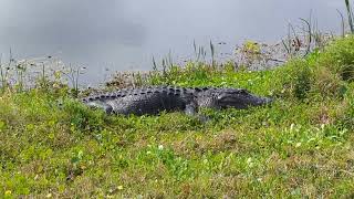 Alligator Number 7 & 8 Lying In Gr By Water At Orlando Wetlands Christmas, Florida